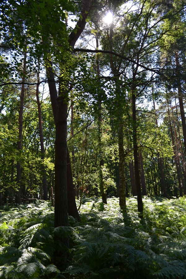 DSC_0003