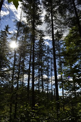 _DSC0386